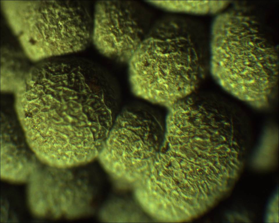 Badhamia foliicola??